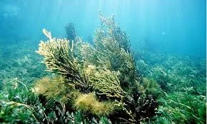 Ürün BüyükAyı893 - Akvaryum kategorisi