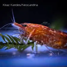 Ürün HızlıAyı123 - Akvaryum kategorisi